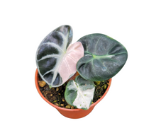 Alocasia Balloon Heart Variegata