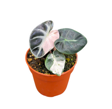 Alocasia Balloon Heart Variegata