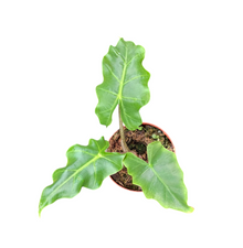 Alocasia Golden Dragon