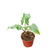 Alocasia Golden Dragon