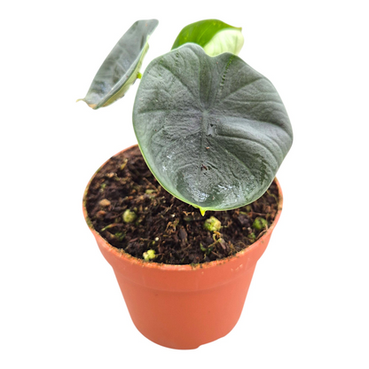 Alocasia Chaii