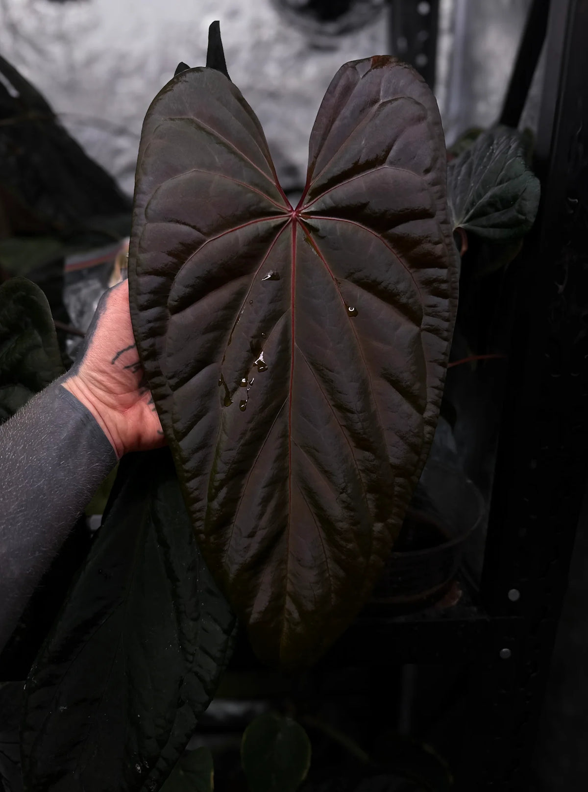 Selected Anthurium Deadpool X Twin Phoenix Narrow