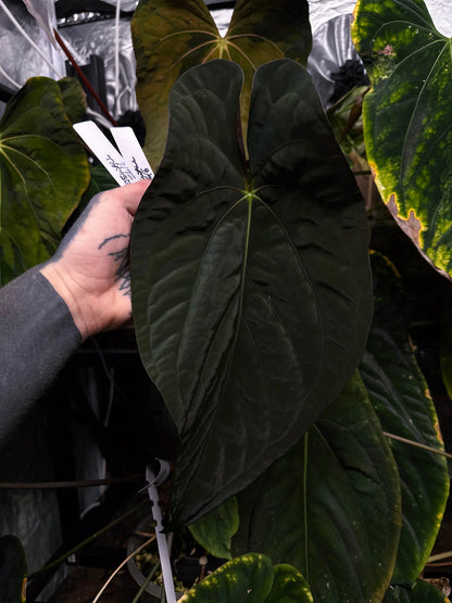 Selected Anthurium Magma X Eyewall