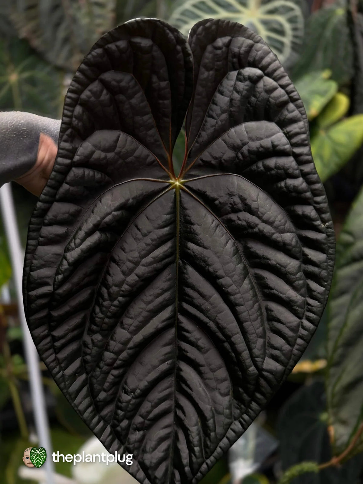 Selected Anthurium Magma X Eyewall