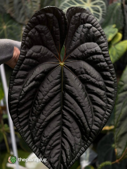 Selected Anthurium Magma X Eyewall