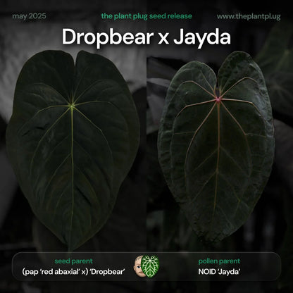 Selected Anthurium Papillilaminum Dropbear X No ID Jayda