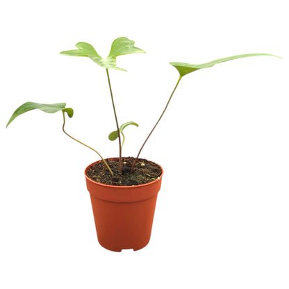 Anthurium Podophyllum