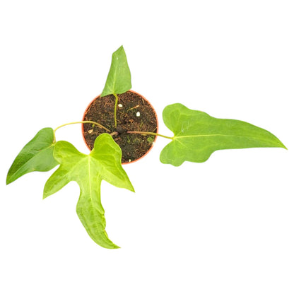 Anthurium Podophyllum