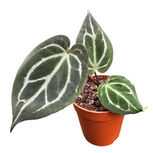 anthurium_carlablackiae_P7_FR