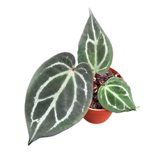 anthurium_carlablackiae_P7_TOP