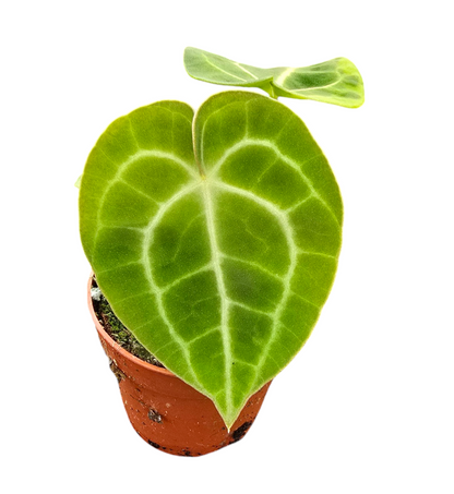 Anthurium King of Clarinervium Sulanjana