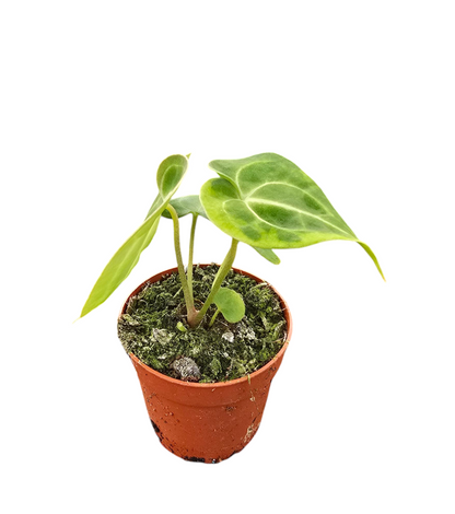 Anthurium King of Clarinervium Sulanjana