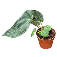 Anthurium Papillilaminum x Dark Phoenix