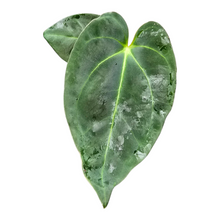 anthurium_papillilaminum_x_dark_phoenix_P7_T