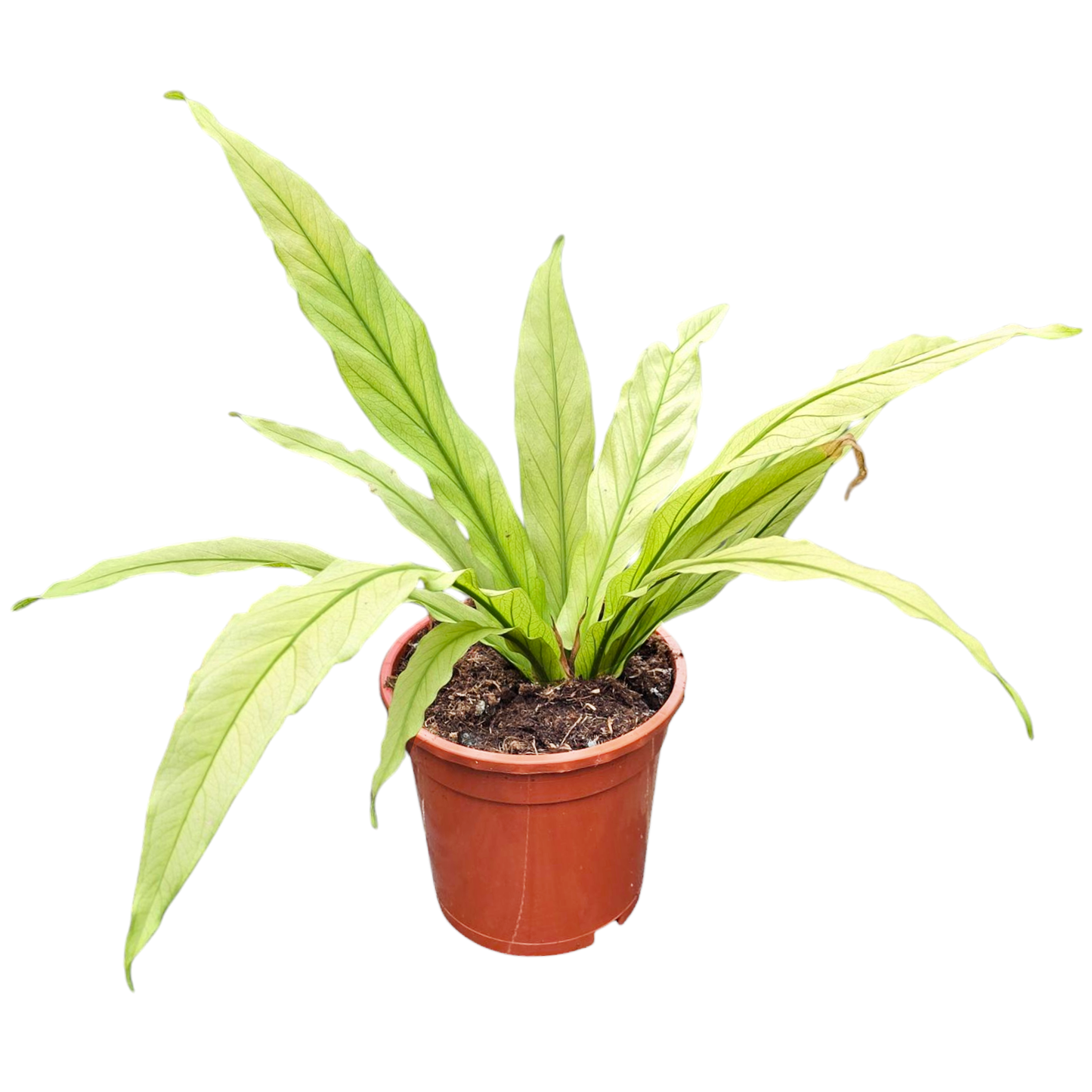 Anthurium Scorpion Mint