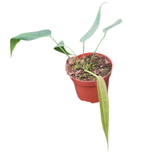 Anthurium Wendlingeri