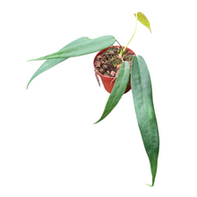 Anthurium Wendlingeri