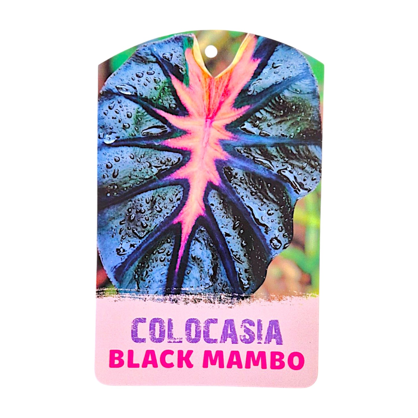 Colocasia hybride Black Mambo