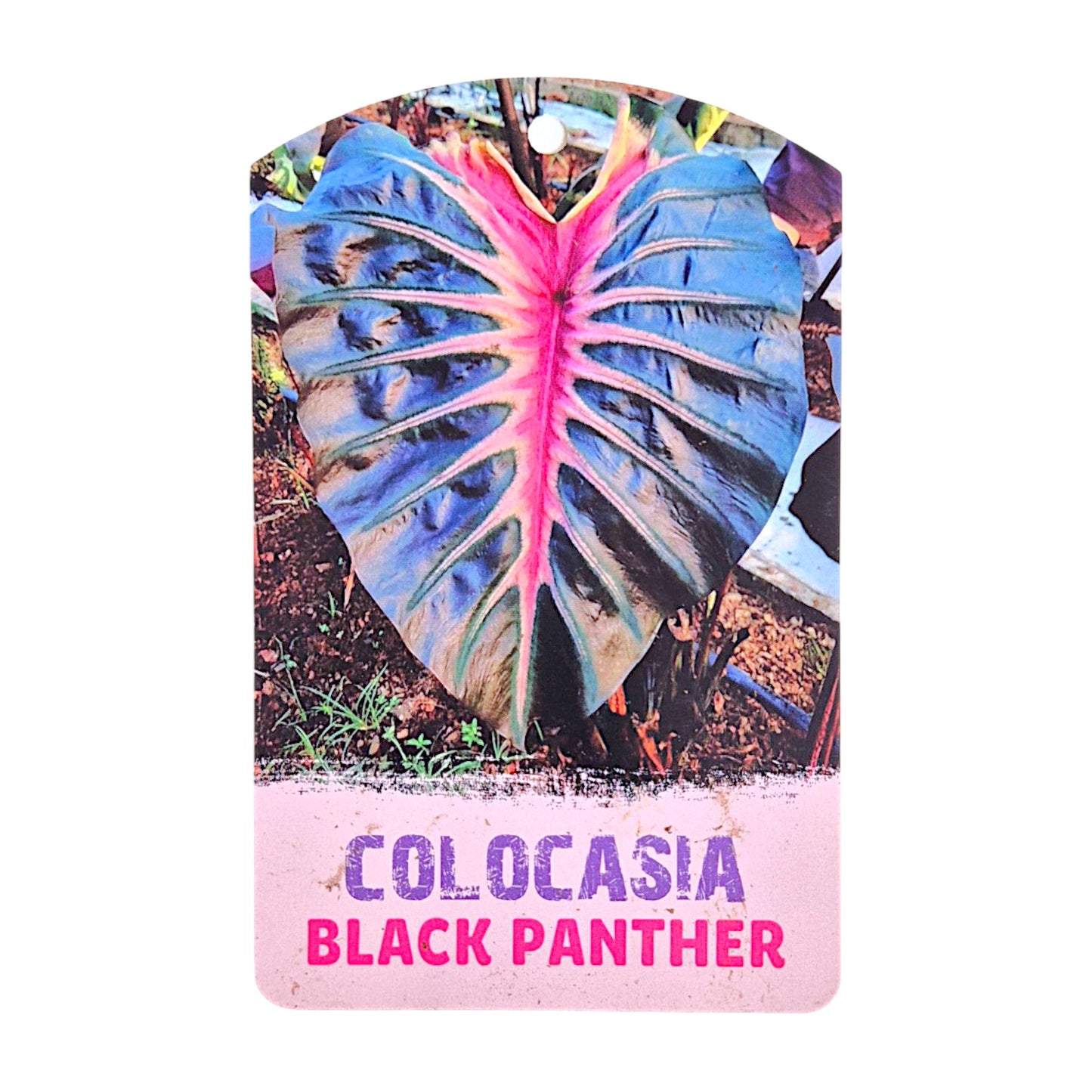 Colocasia Hybrid Black Panther