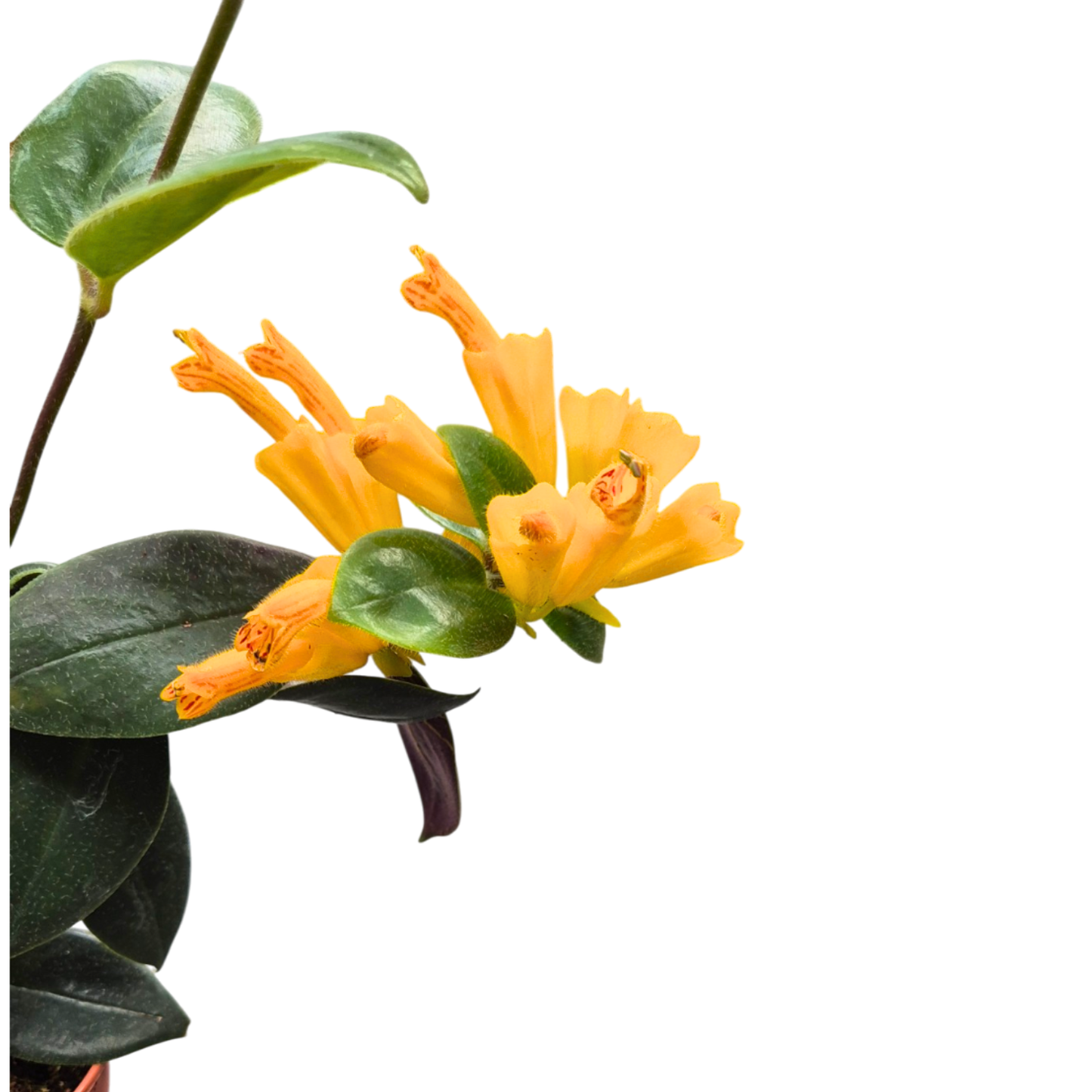 Aeschynanthus flavidus