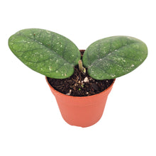 Hoya Bonii