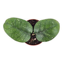 Hoya Bonii