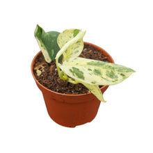 Scindapsus Jade Satin Marble