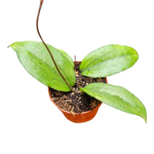 Hoya Erythrina