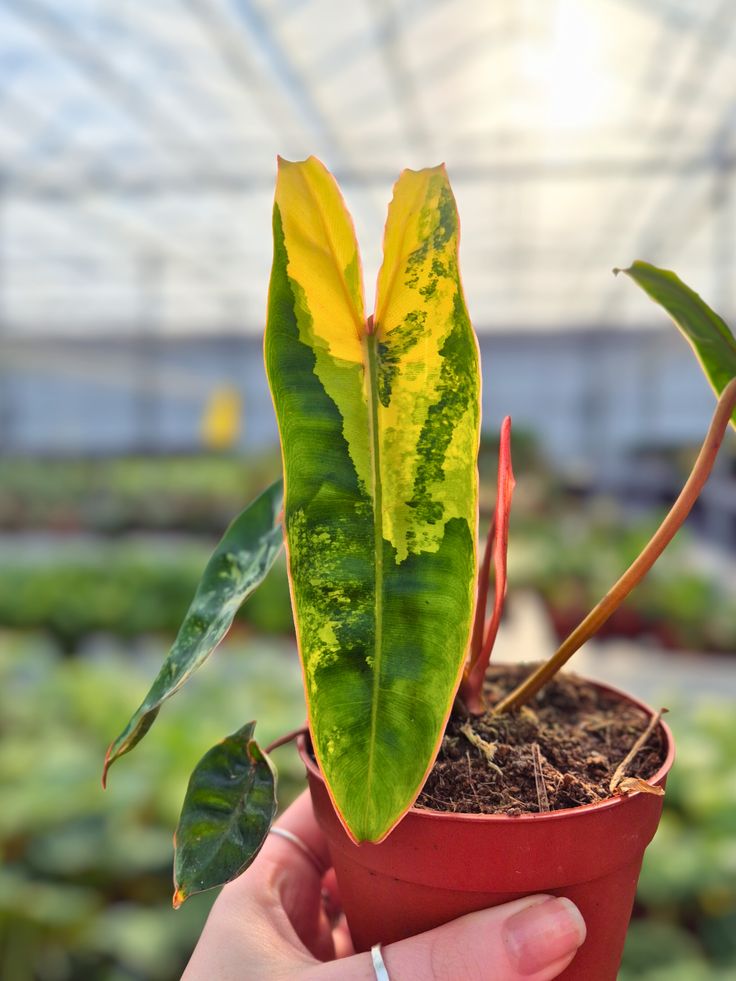 Philodendron Billietiae Variegata