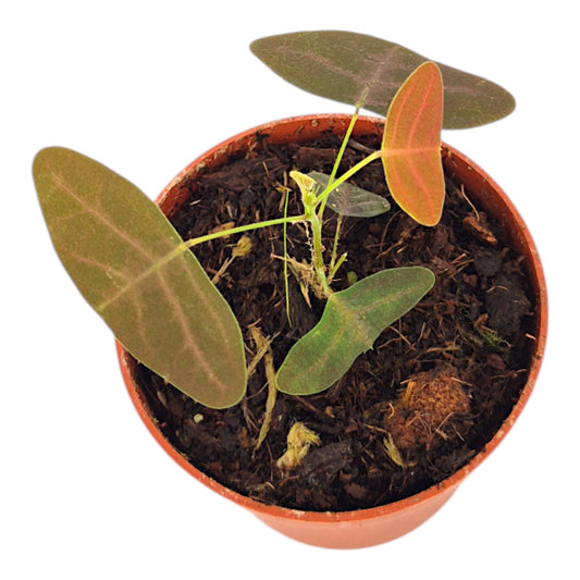 Christia Vespertilionis