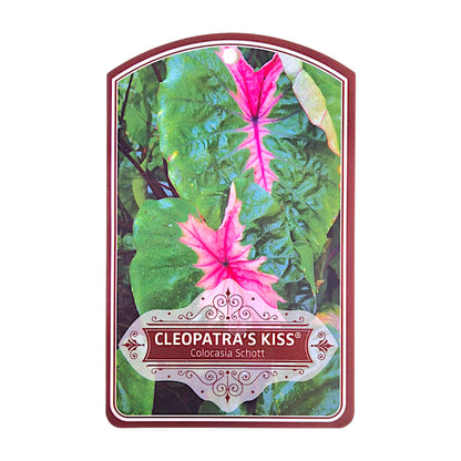 Colocasia Cleopatra's Kiss