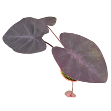Colocasia Madeira Star