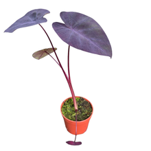 Colocasia Madeira Star