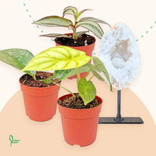 Cadeaubox - Healing Botanica