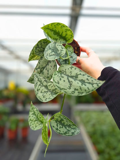 Scindapsus Silver Lady