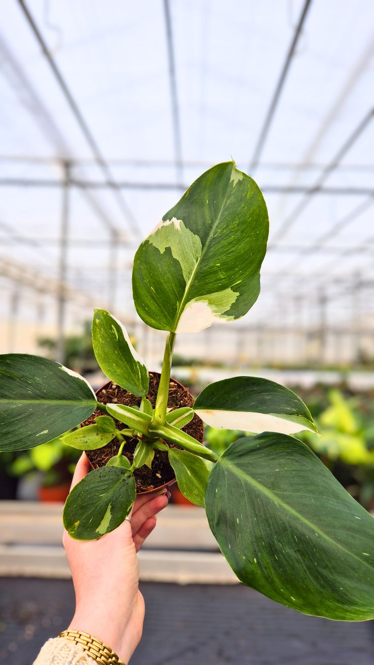 Filodendron White Wizard Tricolor