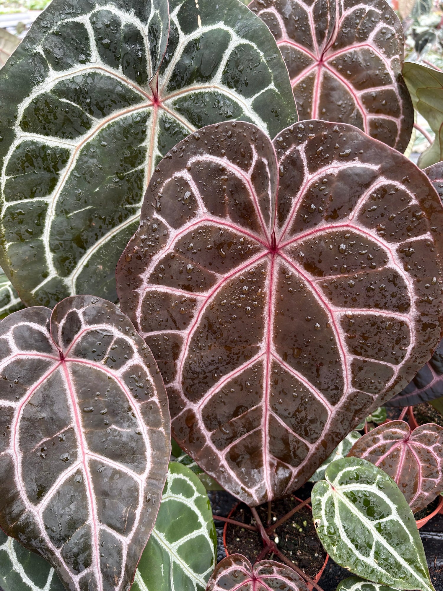 Anthurium Regale – Casa Botanica
