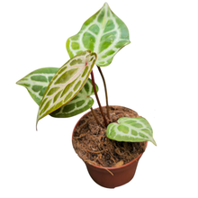 DocBlock Anthurium Red Crystal® '12' X Angela® '35'