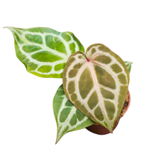 DocBlock Anthurium Red Crystal® '12' X Angela® '35'