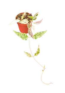 dregea_sinensis_variegata_P7_F