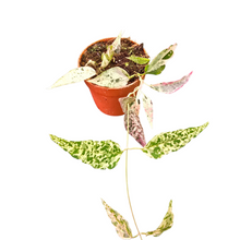 dregea_sinensis_variegata_P7_F2