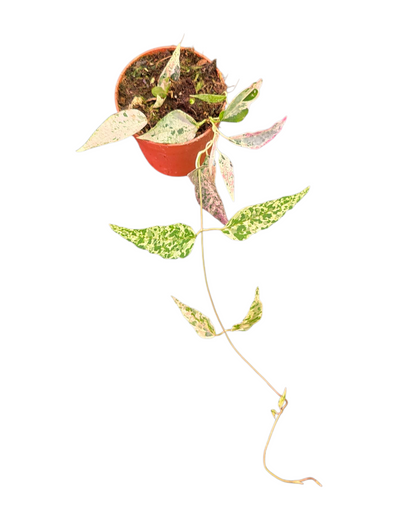 dregea_sinensis_variegata_P7_T