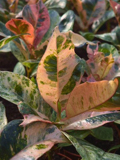 Ficus Shivereana Moonshine