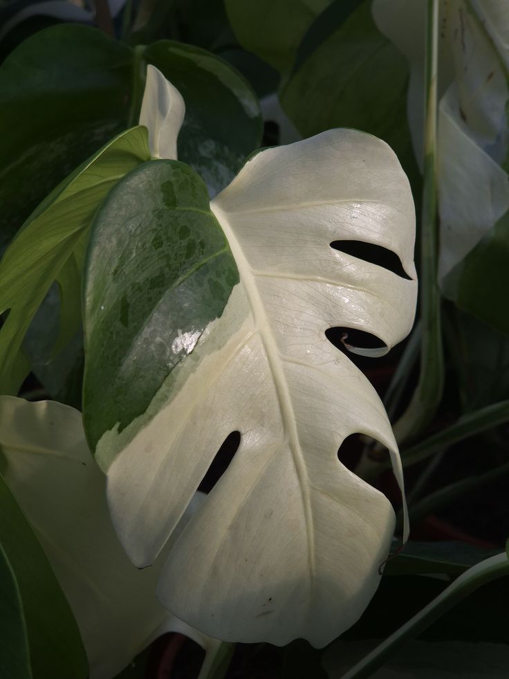 Selected Monstera Albo Variegata