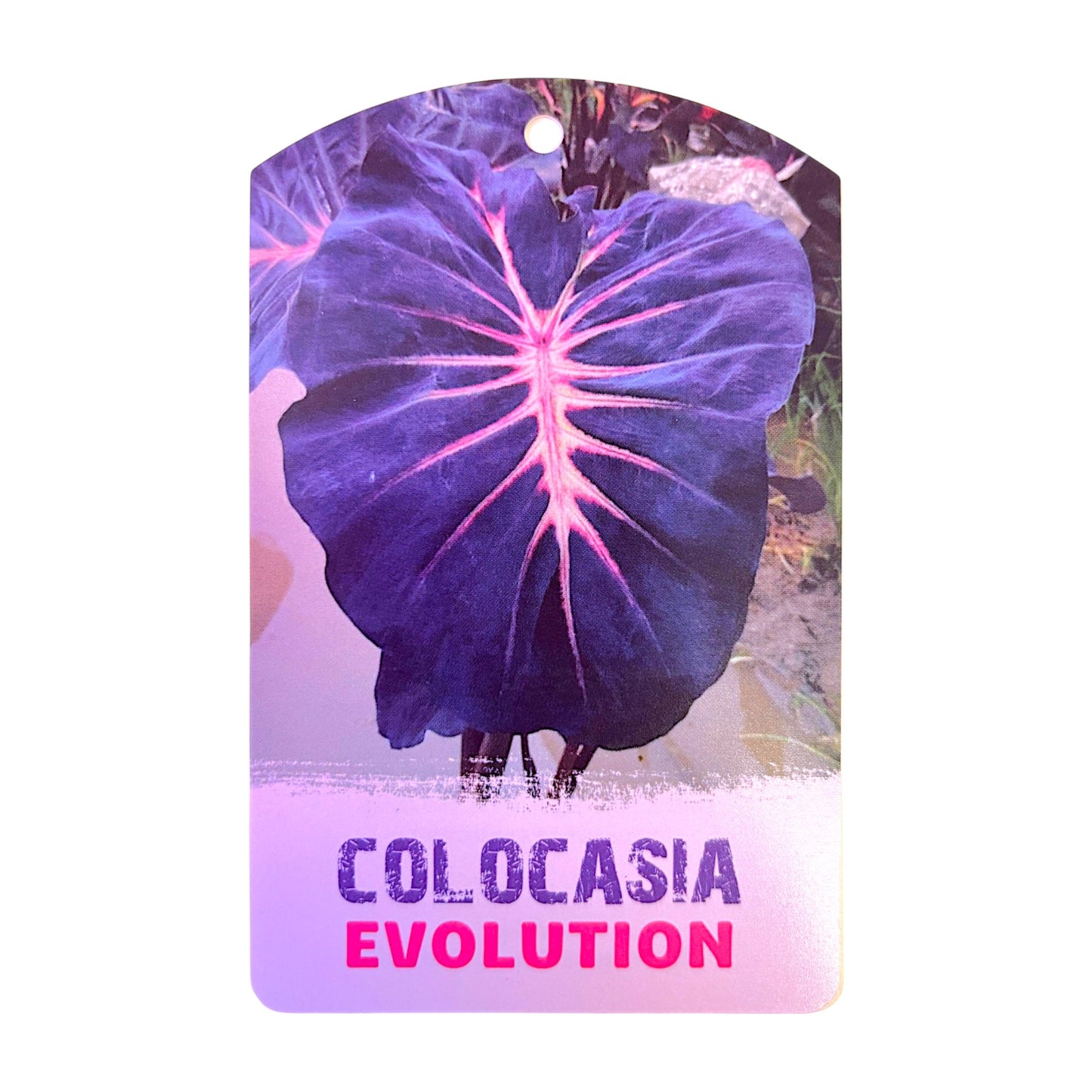Colocasia Hybrid Evolution