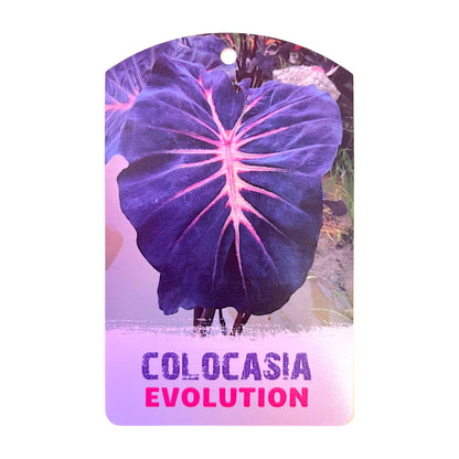 Colocasia Hybrid Evolution
