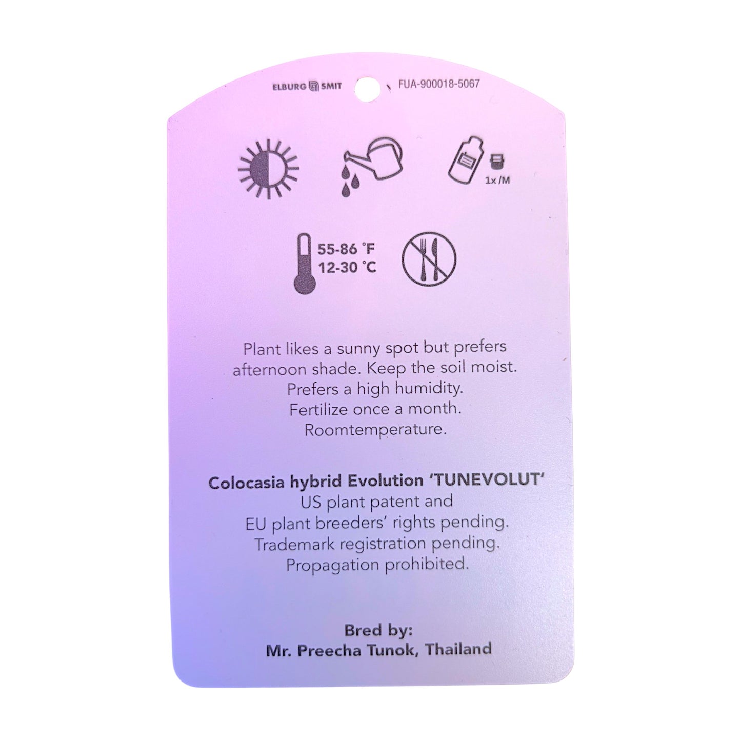 Colocasia Hybrid Evolution