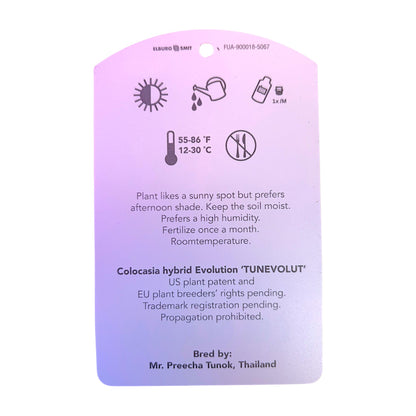 Colocasia Hybrid Evolution