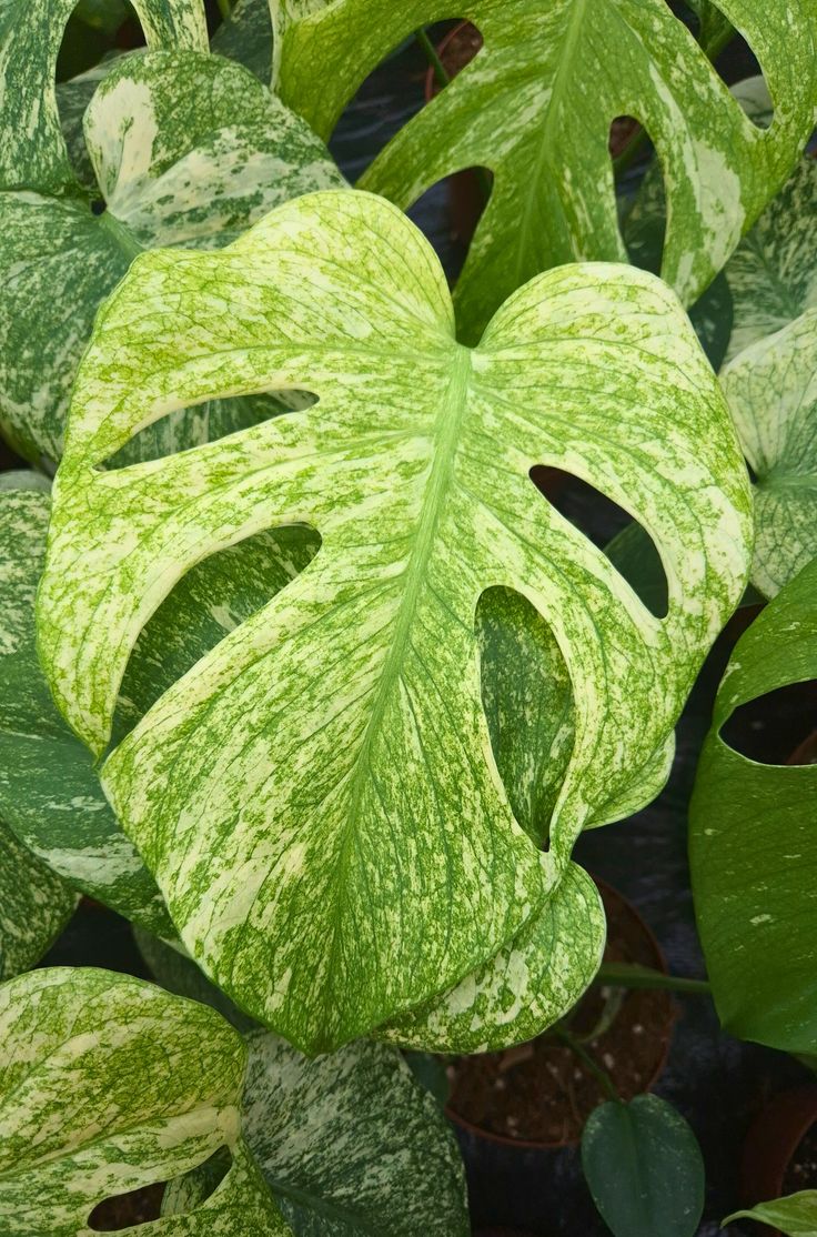 Monstera Mint Variegata – Casa Botanica