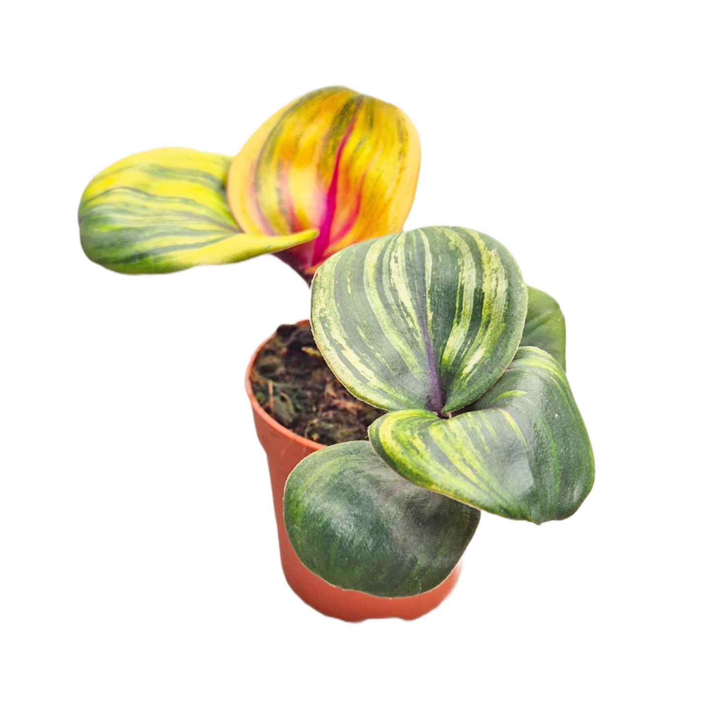 Geogenanthus ciliatus "Aura Flame"